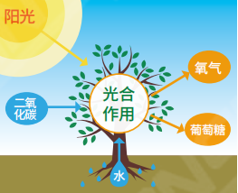 植物生長(zhǎng)燈